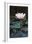 Myanmar, Close-Up View of Water Lily at Inle Lake-Russell Young-Framed Photographic Print