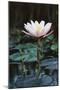 Myanmar, Close-Up View of Water Lily at Inle Lake-Russell Young-Mounted Photographic Print