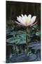 Myanmar, Close-Up View of Water Lily at Inle Lake-Russell Young-Mounted Photographic Print