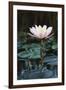 Myanmar, Close-Up View of Water Lily at Inle Lake-Russell Young-Framed Photographic Print