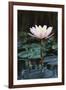 Myanmar, Close-Up View of Water Lily at Inle Lake-Russell Young-Framed Photographic Print