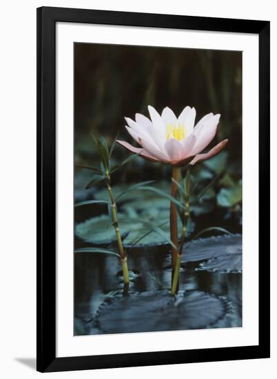 Myanmar, Close-Up View of Water Lily at Inle Lake-Russell Young-Framed Photographic Print