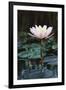 Myanmar, Close-Up View of Water Lily at Inle Lake-Russell Young-Framed Photographic Print