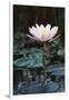 Myanmar, Close-Up View of Water Lily at Inle Lake-Russell Young-Framed Premium Photographic Print