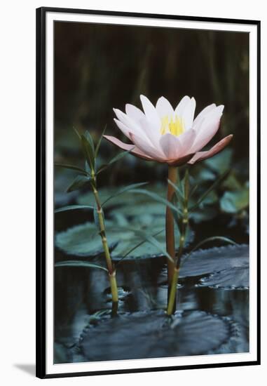 Myanmar, Close-Up View of Water Lily at Inle Lake-Russell Young-Framed Premium Photographic Print
