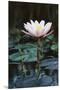 Myanmar, Close-Up View of Water Lily at Inle Lake-Russell Young-Mounted Premium Photographic Print