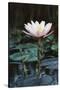 Myanmar, Close-Up View of Water Lily at Inle Lake-Russell Young-Stretched Canvas