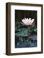 Myanmar, Close-Up View of Water Lily at Inle Lake-Russell Young-Framed Photographic Print