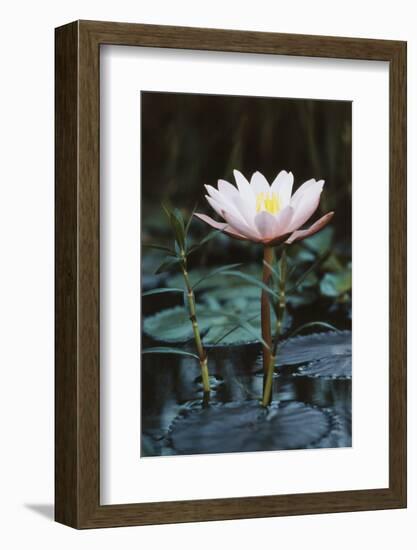 Myanmar, Close-Up View of Water Lily at Inle Lake-Russell Young-Framed Photographic Print