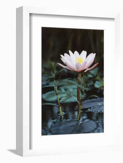 Myanmar, Close-Up View of Water Lily at Inle Lake-Russell Young-Framed Photographic Print