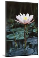 Myanmar, Close-Up View of Water Lily at Inle Lake-Russell Young-Mounted Photographic Print