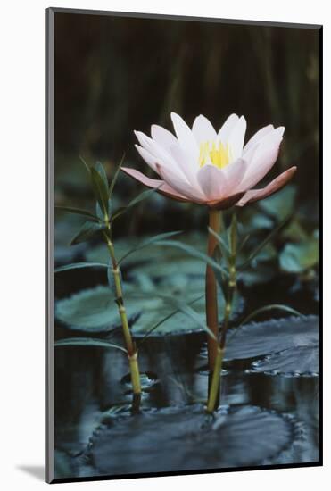 Myanmar, Close-Up View of Water Lily at Inle Lake-Russell Young-Mounted Photographic Print