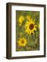 Myanmar, Inle Lake. Sunflowers.-Tom Haseltine-Framed Photographic Print