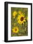 Myanmar, Inle Lake. Sunflowers.-Tom Haseltine-Framed Photographic Print