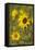 Myanmar, Inle Lake. Sunflowers.-Tom Haseltine-Framed Stretched Canvas