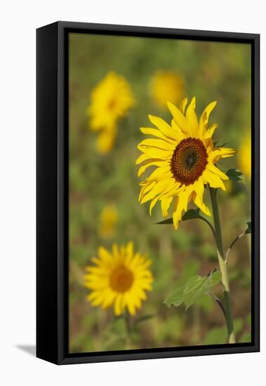 Myanmar, Inle Lake. Sunflowers.-Tom Haseltine-Framed Stretched Canvas