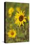 Myanmar, Inle Lake. Sunflowers.-Tom Haseltine-Stretched Canvas