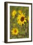 Myanmar, Inle Lake. Sunflowers.-Tom Haseltine-Framed Photographic Print