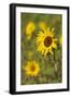 Myanmar, Inle Lake. Sunflowers.-Tom Haseltine-Framed Photographic Print