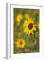 Myanmar, Inle Lake. Sunflowers.-Tom Haseltine-Framed Photographic Print