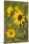 Myanmar, Inle Lake. Sunflowers.-Tom Haseltine-Mounted Photographic Print