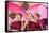 Myanmar, Mandalay Division, Bagan. Portrait of Three Novice Monks under Red Umbrellas (Mr)-Matteo Colombo-Framed Stretched Canvas