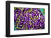 Myanmar. Mandalay. Eggplant for Sale in the Market-Inger Hogstrom-Framed Photographic Print