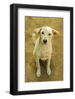 Myanmar. Mandalay. Inwa. Local Dogs Rest in the Midday Heat-Inger Hogstrom-Framed Photographic Print