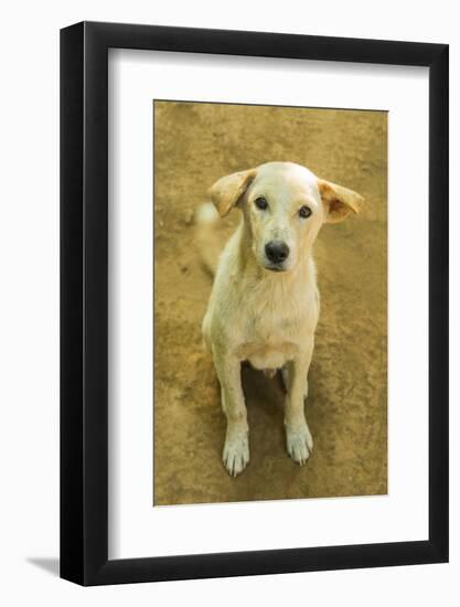 Myanmar. Mandalay. Inwa. Local Dogs Rest in the Midday Heat-Inger Hogstrom-Framed Photographic Print