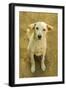 Myanmar. Mandalay. Inwa. Local Dogs Rest in the Midday Heat-Inger Hogstrom-Framed Photographic Print