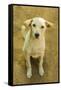 Myanmar. Mandalay. Inwa. Local Dogs Rest in the Midday Heat-Inger Hogstrom-Framed Stretched Canvas