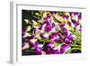 Myanmar. Mandalay. Orchids for Sale in the Market-Inger Hogstrom-Framed Photographic Print