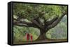 Myanmar, Pindaya. Buddhist Monks under Giant Banyan Tree-Jaynes Gallery-Framed Stretched Canvas