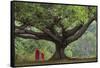 Myanmar, Pindaya. Buddhist Monks under Giant Banyan Tree-Jaynes Gallery-Framed Stretched Canvas