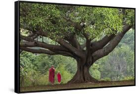 Myanmar, Pindaya. Buddhist Monks under Giant Banyan Tree-Jaynes Gallery-Framed Stretched Canvas