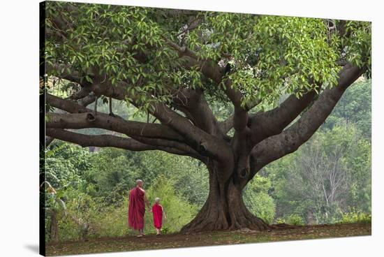 Myanmar, Pindaya. Buddhist Monks under Giant Banyan Tree-Jaynes Gallery-Stretched Canvas