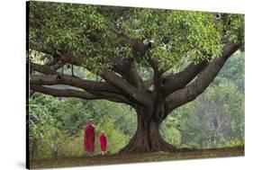 Myanmar, Pindaya. Buddhist Monks under Giant Banyan Tree-Jaynes Gallery-Stretched Canvas