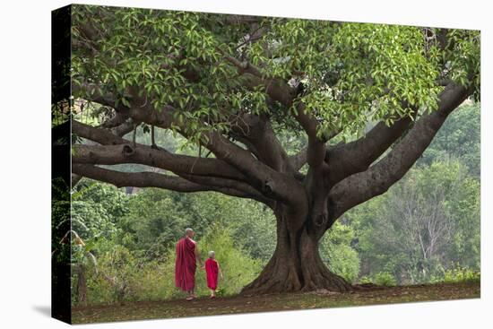 Myanmar, Pindaya. Buddhist Monks under Giant Banyan Tree-Jaynes Gallery-Stretched Canvas