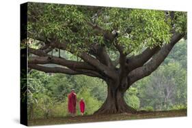 Myanmar, Pindaya. Buddhist Monks under Giant Banyan Tree-Jaynes Gallery-Stretched Canvas