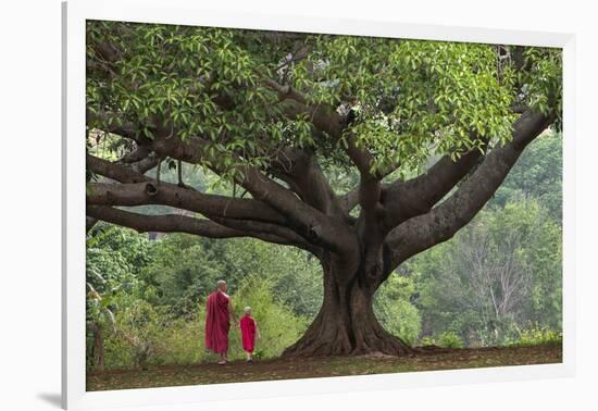 Myanmar, Pindaya. Buddhist Monks under Giant Banyan Tree-Jaynes Gallery-Framed Photographic Print
