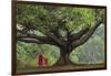 Myanmar, Pindaya. Buddhist Monks under Giant Banyan Tree-Jaynes Gallery-Framed Photographic Print