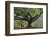 Myanmar, Pindaya. Buddhist Monks under Giant Banyan Tree-Jaynes Gallery-Framed Photographic Print