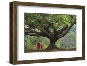 Myanmar, Pindaya. Buddhist Monks under Giant Banyan Tree-Jaynes Gallery-Framed Photographic Print