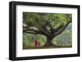 Myanmar, Pindaya. Buddhist Monks under Giant Banyan Tree-Jaynes Gallery-Framed Photographic Print