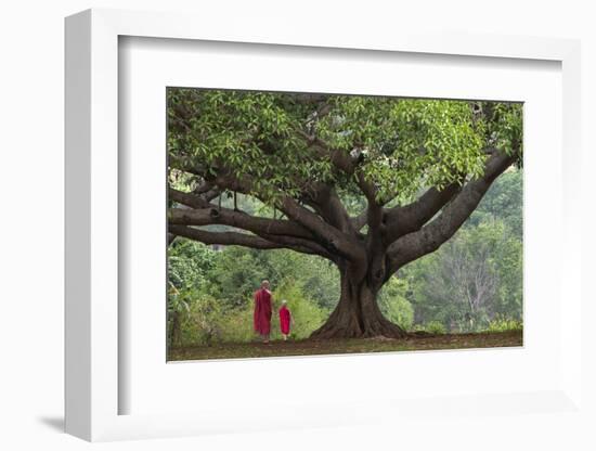 Myanmar, Pindaya. Buddhist Monks under Giant Banyan Tree-Jaynes Gallery-Framed Photographic Print