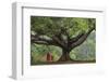 Myanmar, Pindaya. Buddhist Monks under Giant Banyan Tree-Jaynes Gallery-Framed Photographic Print