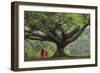 Myanmar, Pindaya. Buddhist Monks under Giant Banyan Tree-Jaynes Gallery-Framed Photographic Print