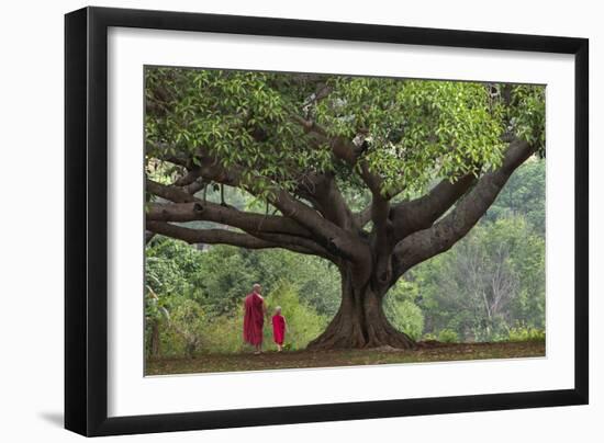 Myanmar, Pindaya. Buddhist Monks under Giant Banyan Tree-Jaynes Gallery-Framed Photographic Print