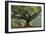 Myanmar, Pindaya. Buddhist Monks under Giant Banyan Tree-Jaynes Gallery-Framed Photographic Print