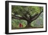 Myanmar, Pindaya. Buddhist Monks under Giant Banyan Tree-Jaynes Gallery-Framed Photographic Print